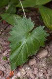 Campanula trachelium. Прикорневой лист. Санкт-Петербург, Дудергофские высоты, широколиственный лес. 13.09.2015.