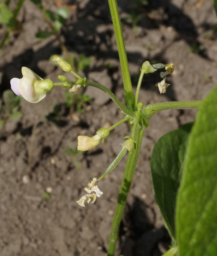 Изображение особи Phaseolus vulgaris.