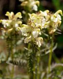 Pedicularis compacta. Соцветие. Бурятия, Окинский р-н, долина р. Аршан, ≈ 1700 м н.у.м., луговой склон. 10.07.2015.