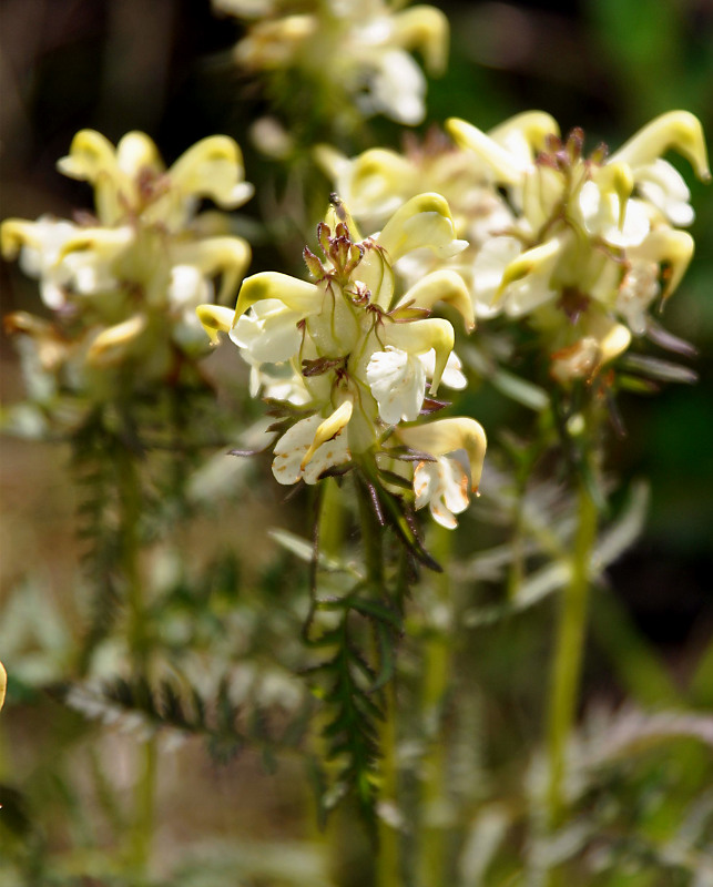 Изображение особи Pedicularis compacta.