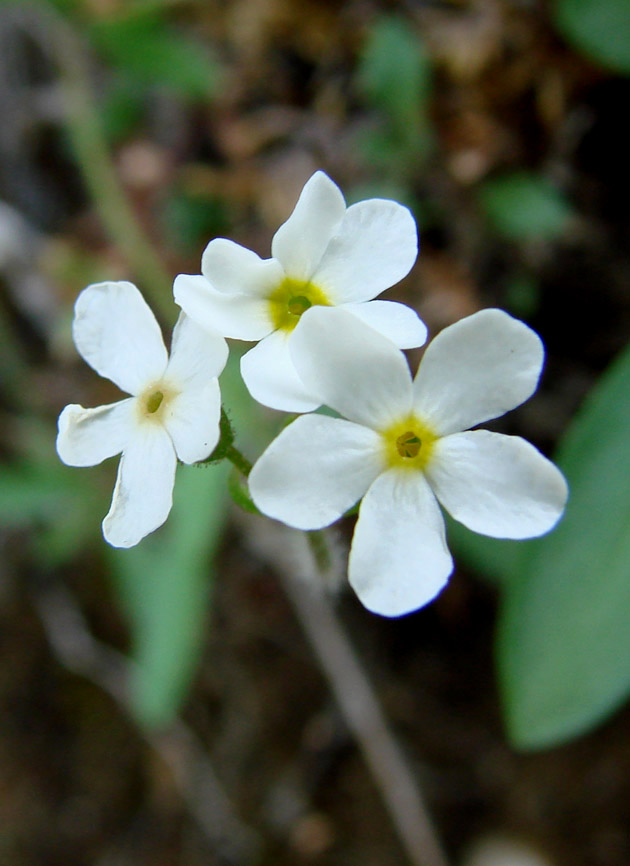 Image of Androsace lehmanniana specimen.