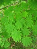 Acer japonicum