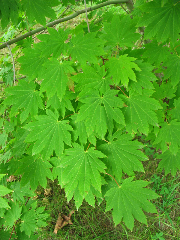 Изображение особи Acer japonicum.