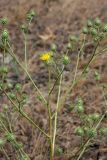 Cousinia karatavica
