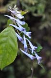 род Corydalis