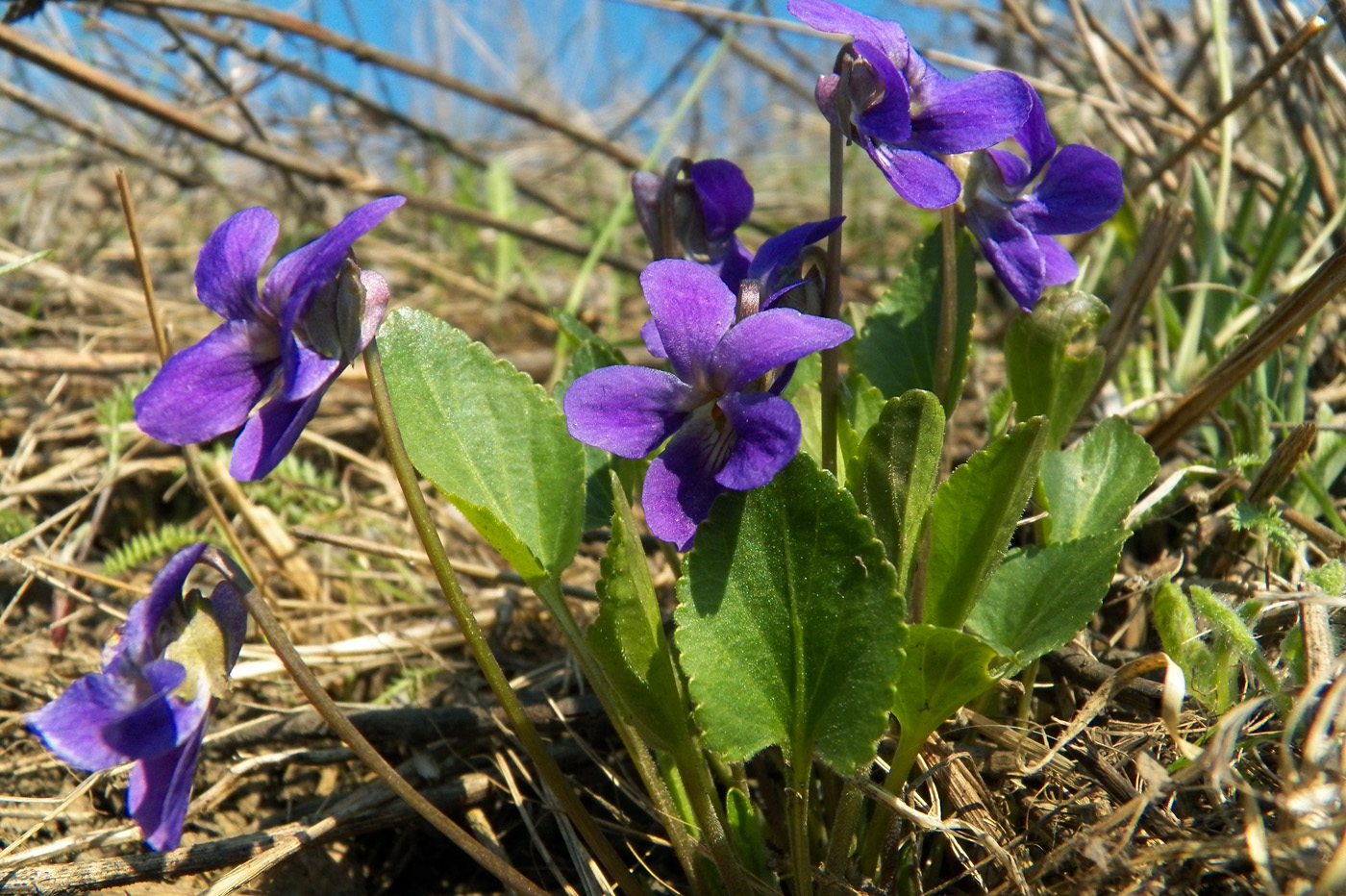 Image of Viola ambigua specimen.