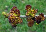 Fraxinus pennsylvanica
