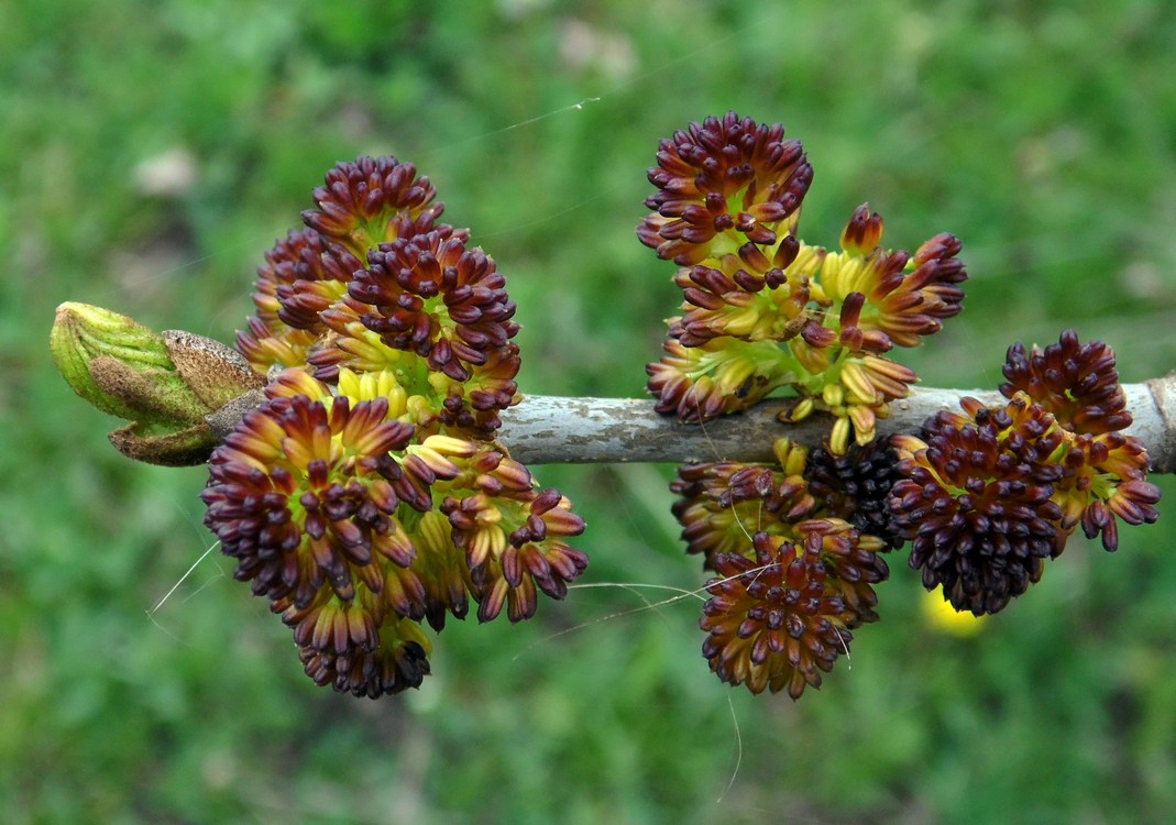 Image of Fraxinus pennsylvanica specimen.