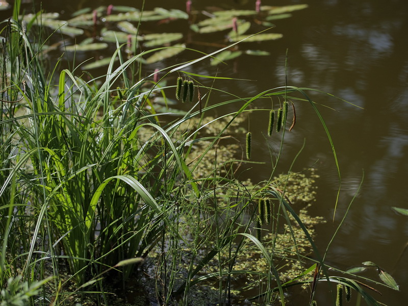 Image of Carex pseudocyperus specimen.