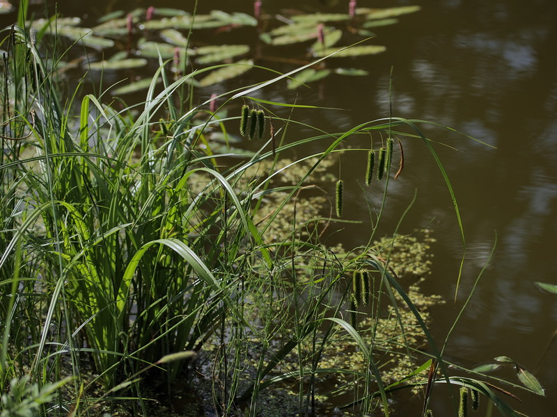 Изображение особи Carex pseudocyperus.