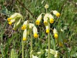 Primula veris. Верхушки цветущих растений. Ленинградская обл., Старая Ладога, северная окраина, р-н курганов. 04.05.2016.