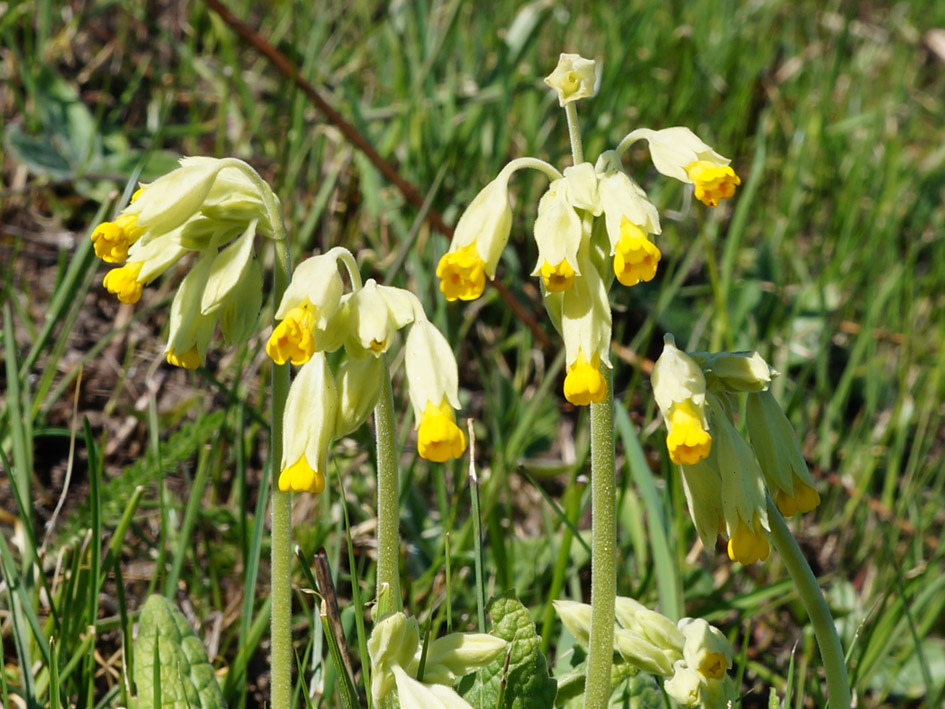 Image of Primula veris specimen.