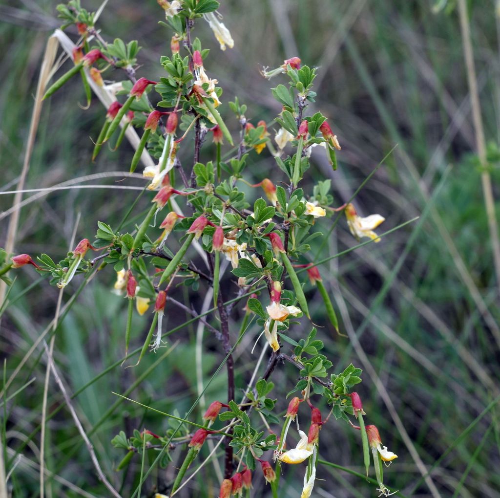 Image of Caragana frutex specimen.