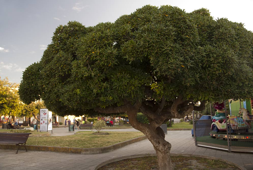 Image of Pittosporum tobira specimen.