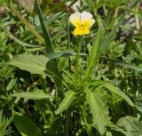 Viola подвид alpestris