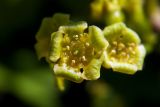 Ribes rubrum. Цветки. Донецк, садовый участок. 28.04.2016.