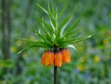 Fritillaria imperialis