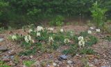 Astragalus marinus