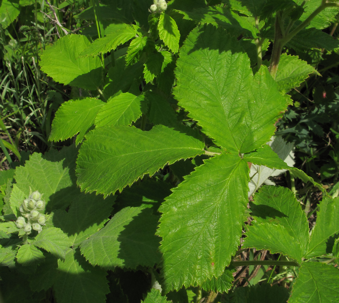 Изображение особи Rubus lloydianus.