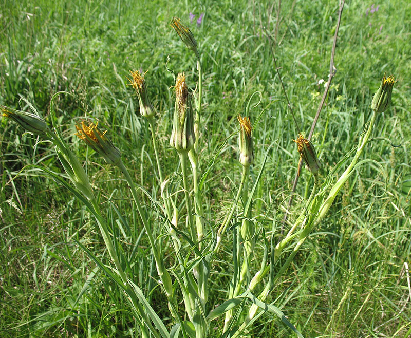 Изображение особи Tragopogon orientalis.