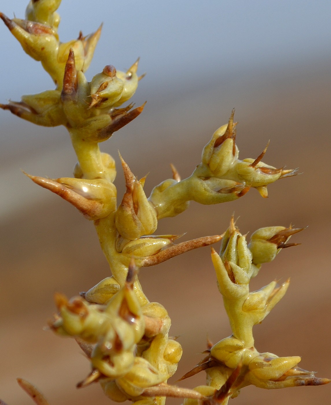 Изображение особи Halimocnemis sclerosperma.