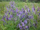 Vicia villosa