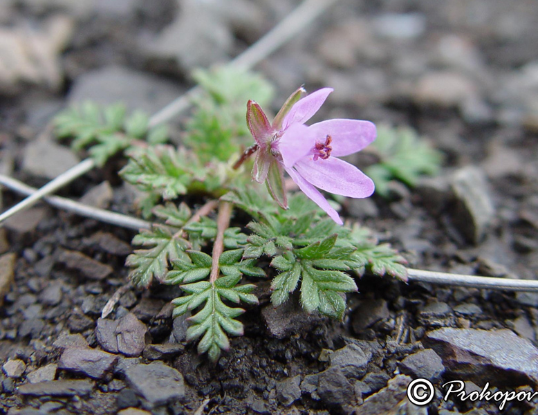 Изображение особи Erodium cicutarium.