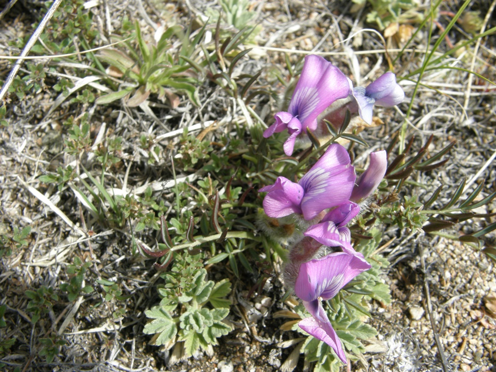 Image of Oxytropis leptophylla specimen.