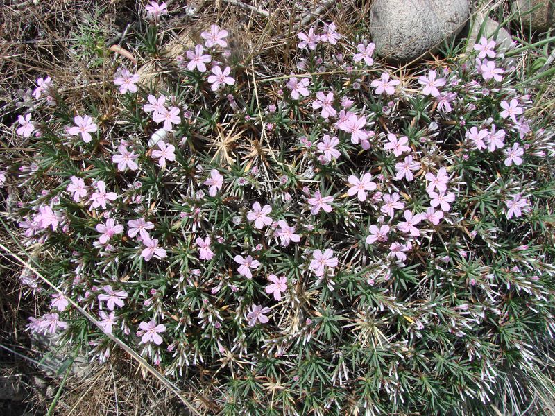 Image of Acantholimon nabievii specimen.
