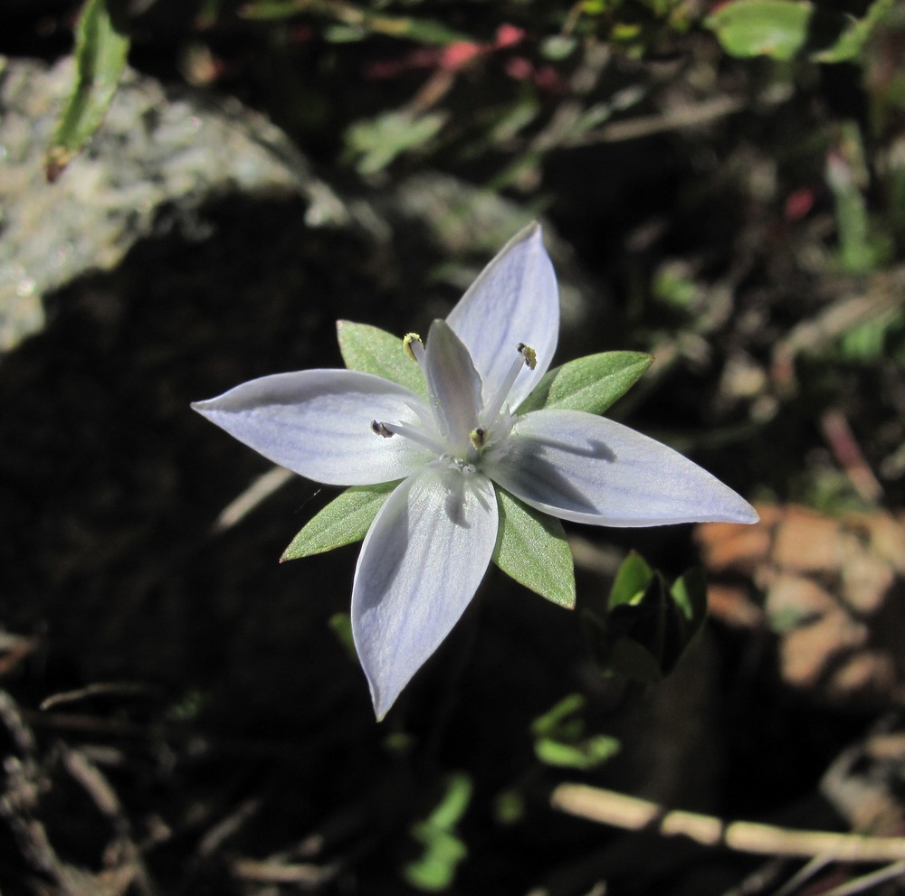 Image of Lomatogonium carinthiacum specimen.