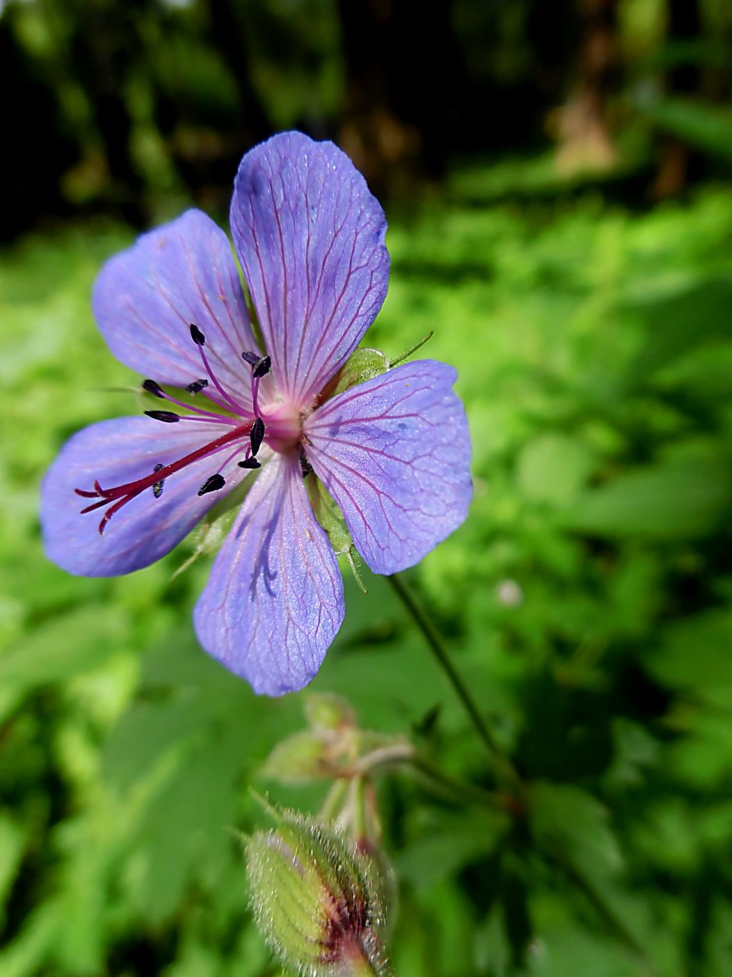 Image of Geranium pratense specimen.