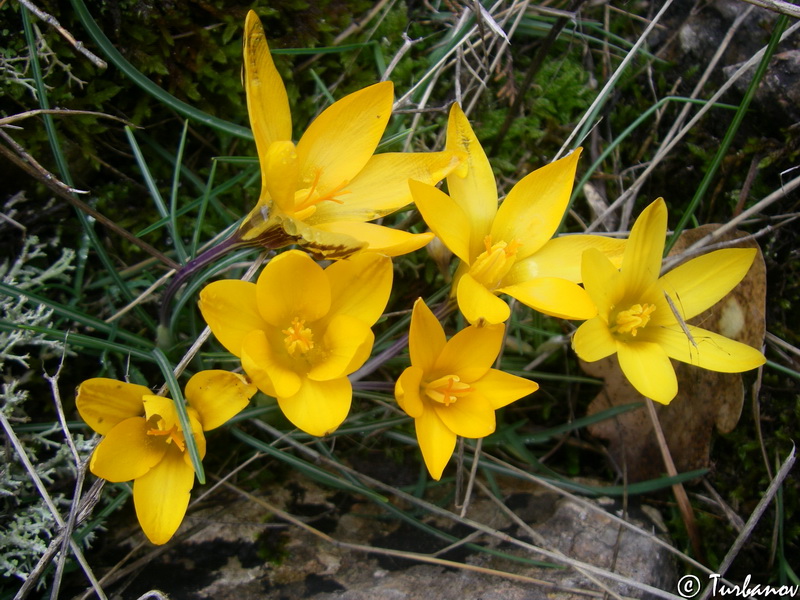 Изображение особи Crocus angustifolius.