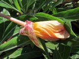 Oenothera macrocarpa