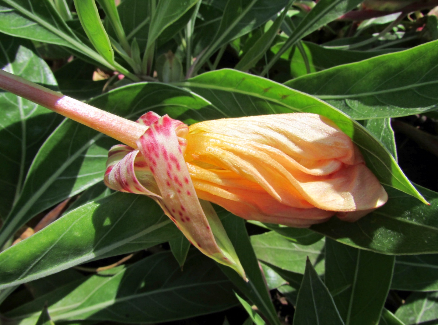 Image of Oenothera macrocarpa specimen.