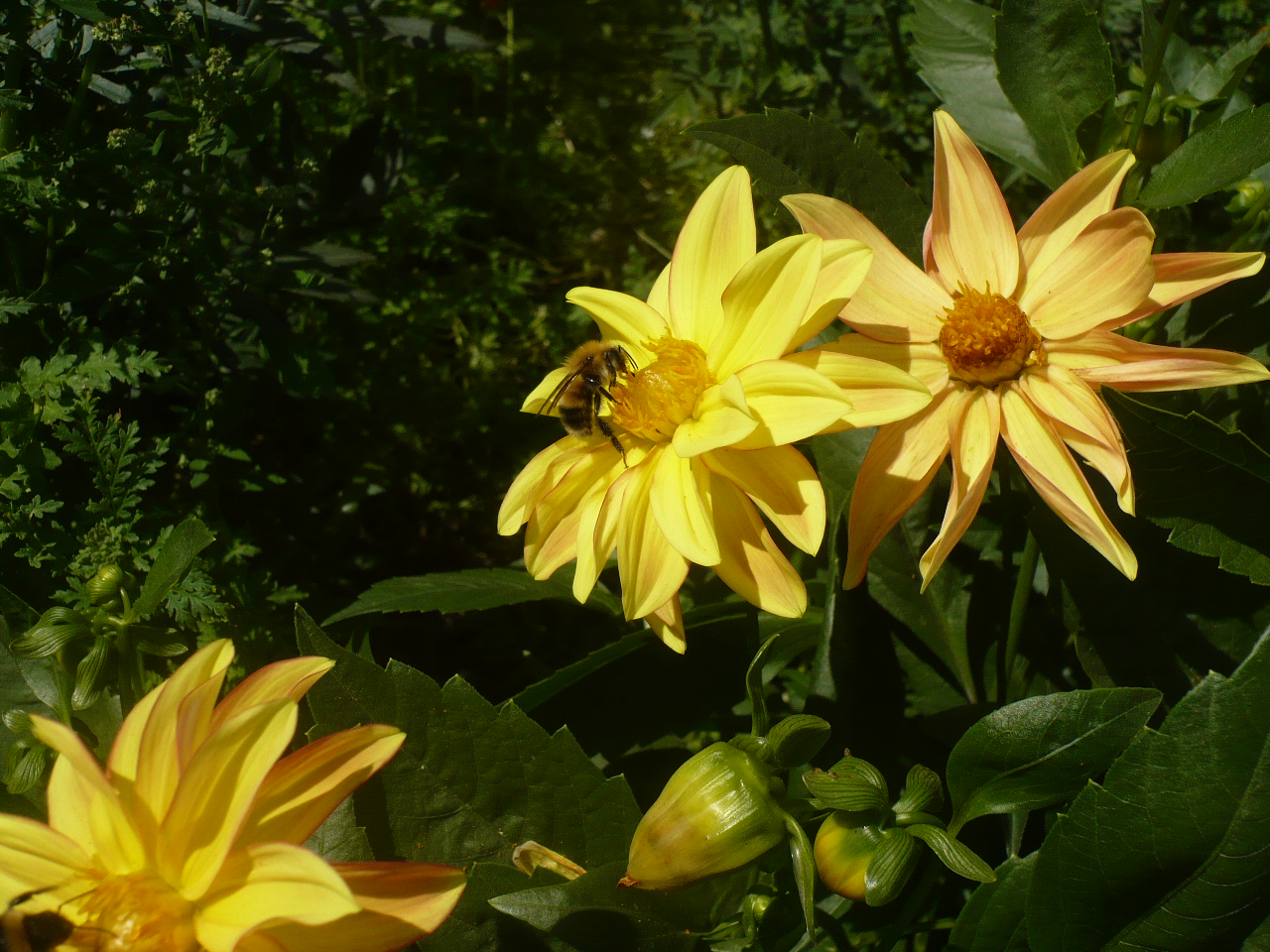 Изображение особи Dahlia pinnata.