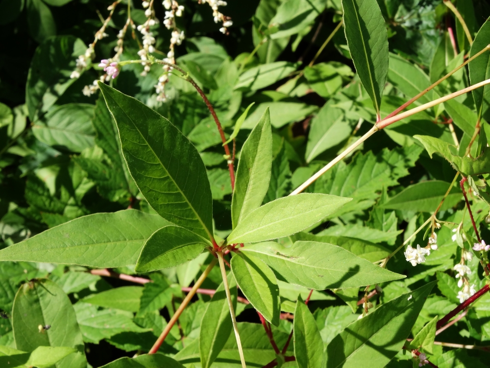 Изображение особи Aconogonon divaricatum.