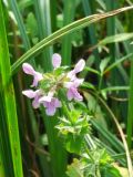 Stachys aspera. Верхушка цветущего растения. Камчатский край, Петропавловск-Камчатский городской округ, пос. Завойко, бухта Малая Лагерная, вблизи от oзера Лагерного, по берегу временного водоёма. 15.08.2016.