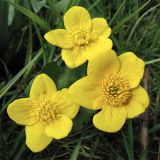 Caltha palustris