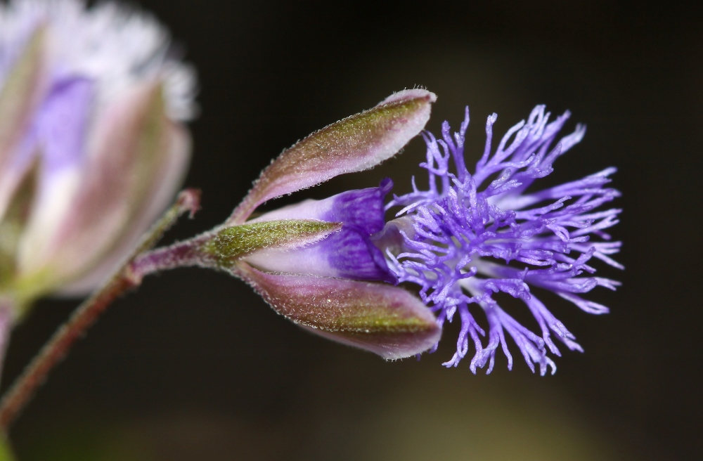 Image of Polygala sibirica specimen.