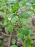 Veronica sublobata