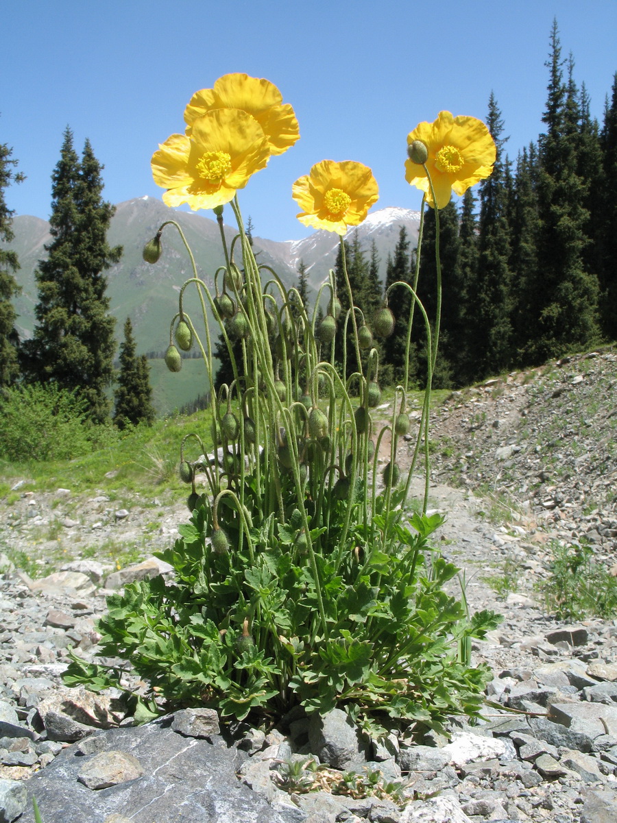 Image of Papaver croceum specimen.