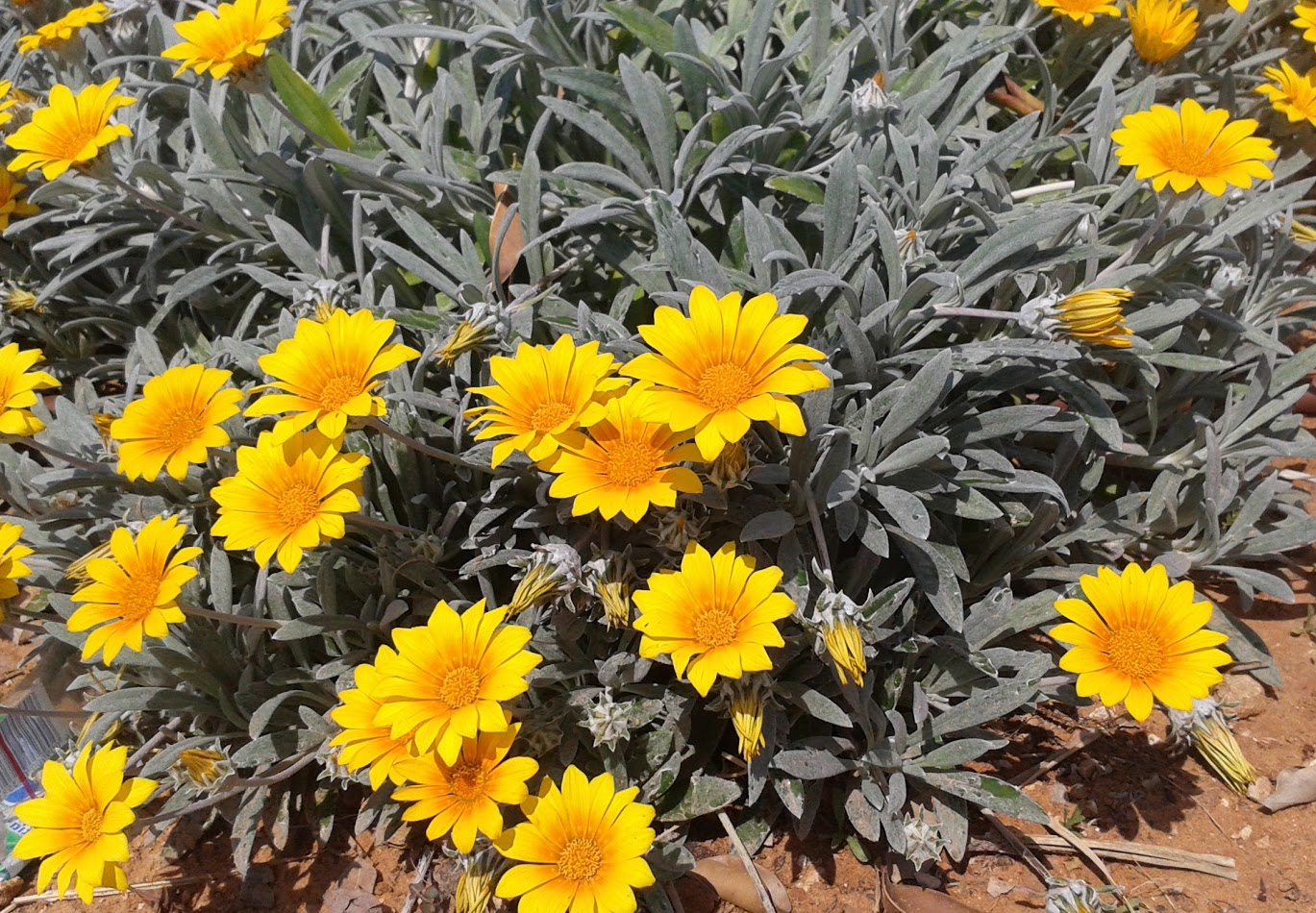 Image of Gazania rigens var. leucolaena specimen.