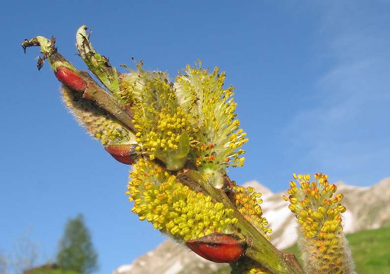 Image of Salix caprea specimen.