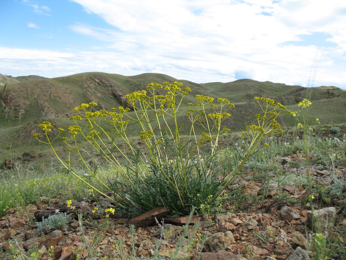 Image of Patrinia intermedia specimen.