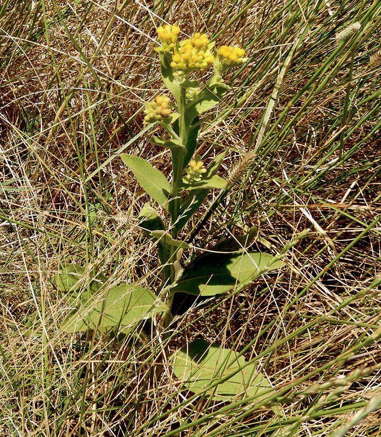 Изображение особи Inula thapsoides.