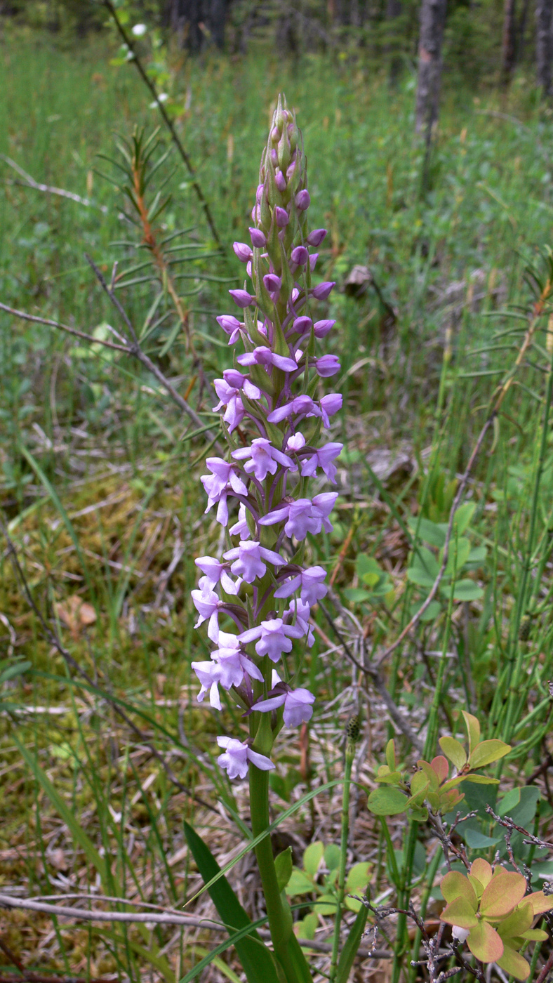 Изображение особи Gymnadenia conopsea.