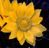 Adonis vernalis