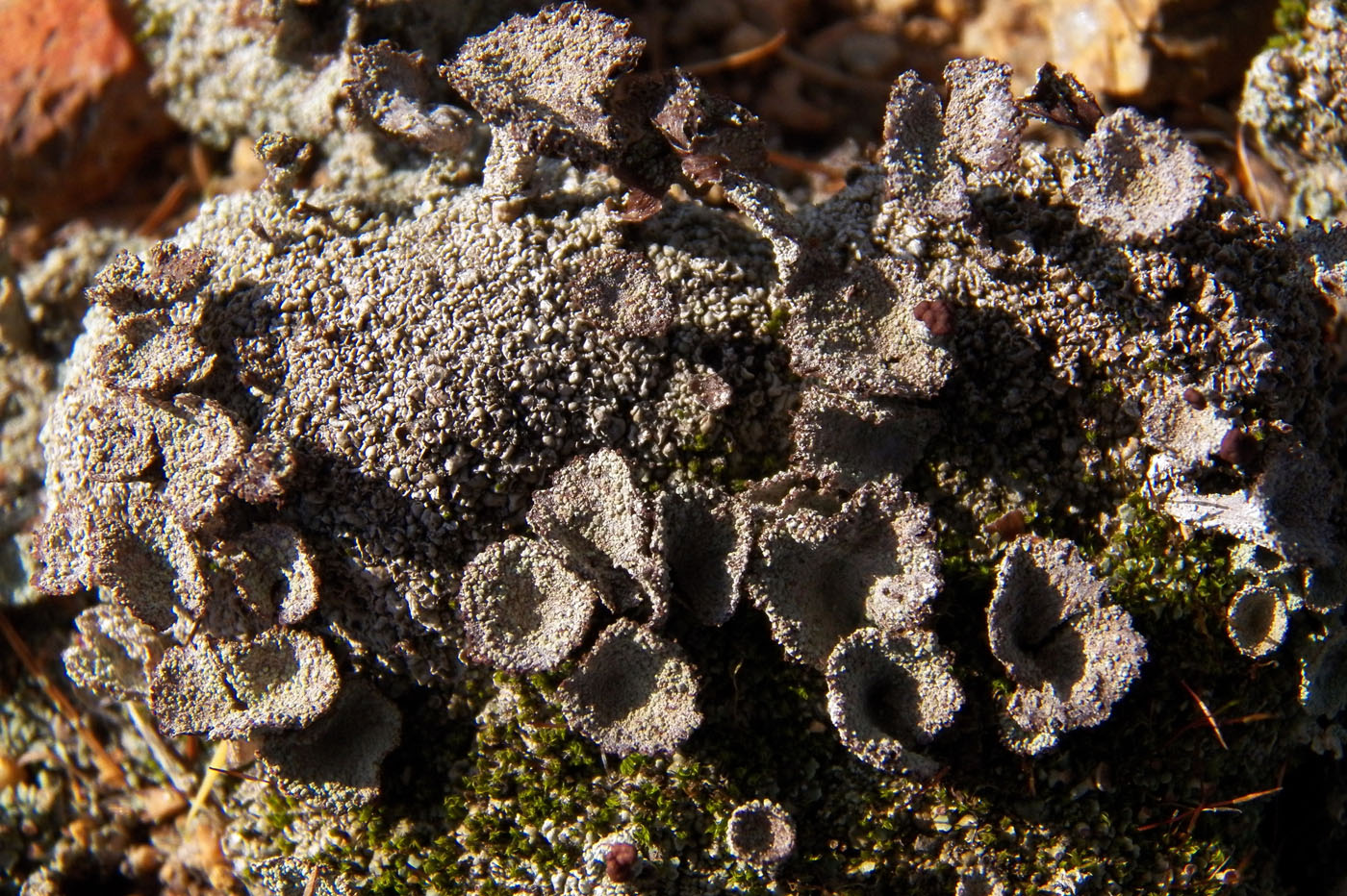 Изображение особи Cladonia pyxidata.