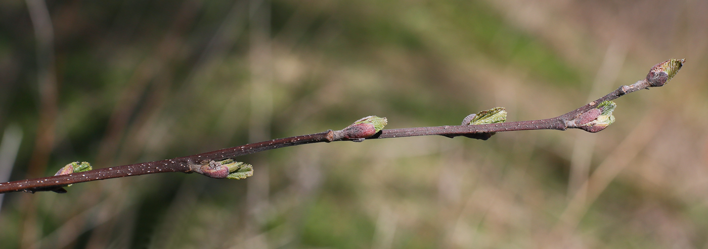 Image of Alnus incana specimen.