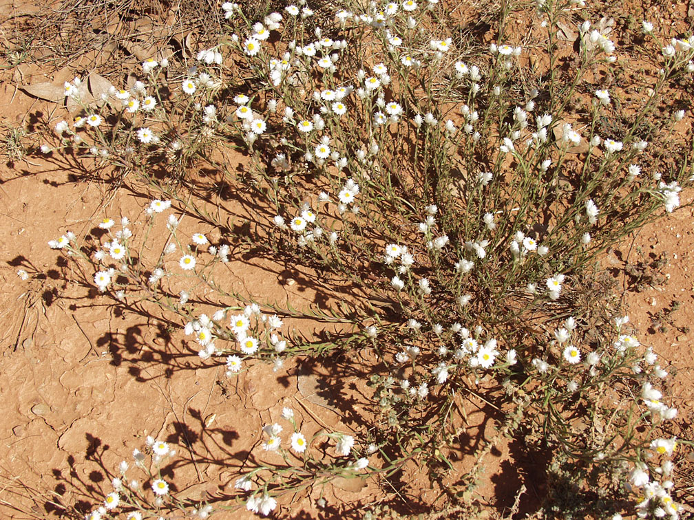 Изображение особи Rhodanthe floribunda.